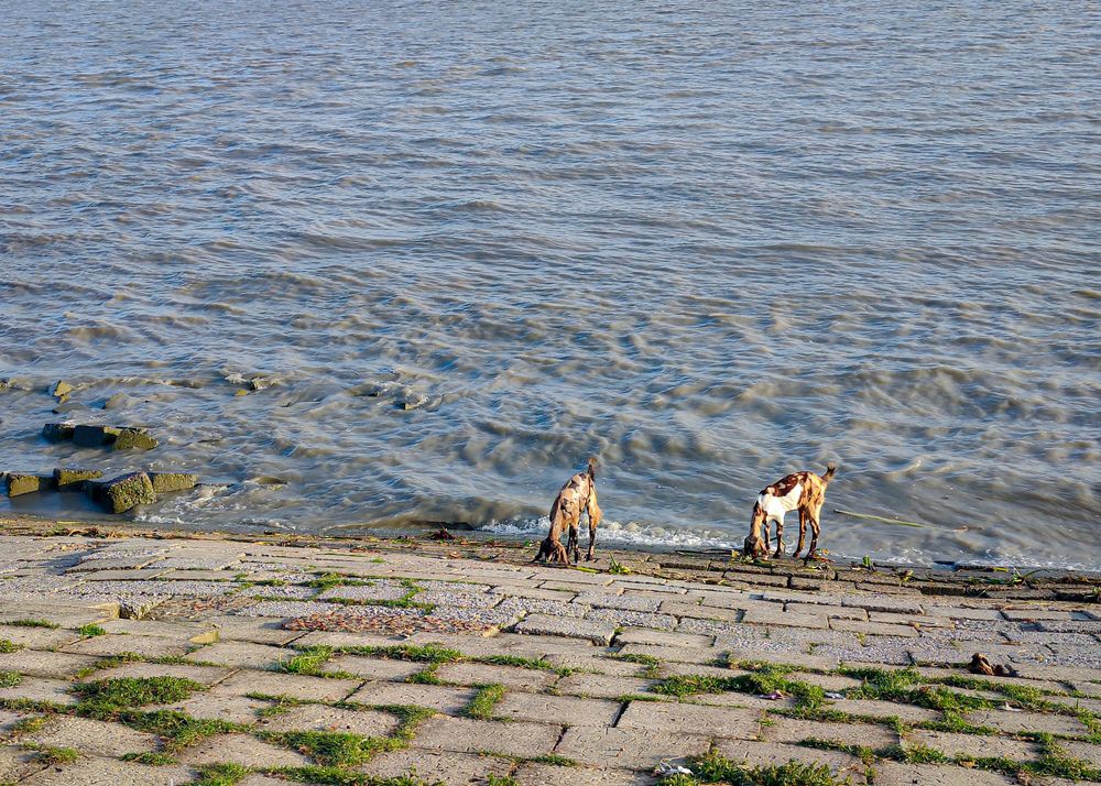 The goats and sea wave