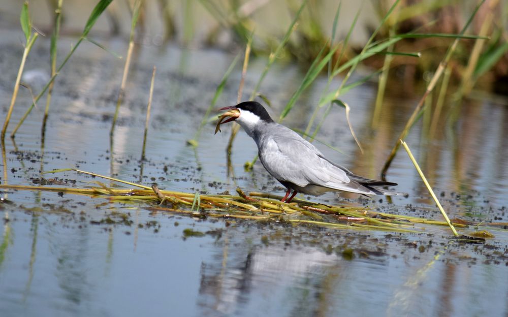 Рыбка от бойфренда своей избраннице.