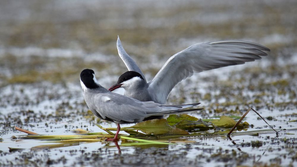 Реверанс перед дамой