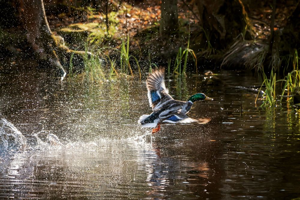 Photograph by Соколова Елена