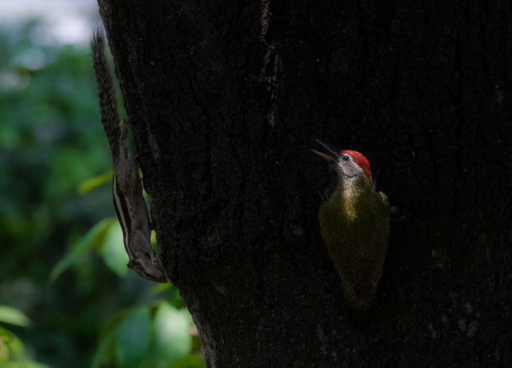 Фотография автора MD.Rizwanul Shams Chowdhury.