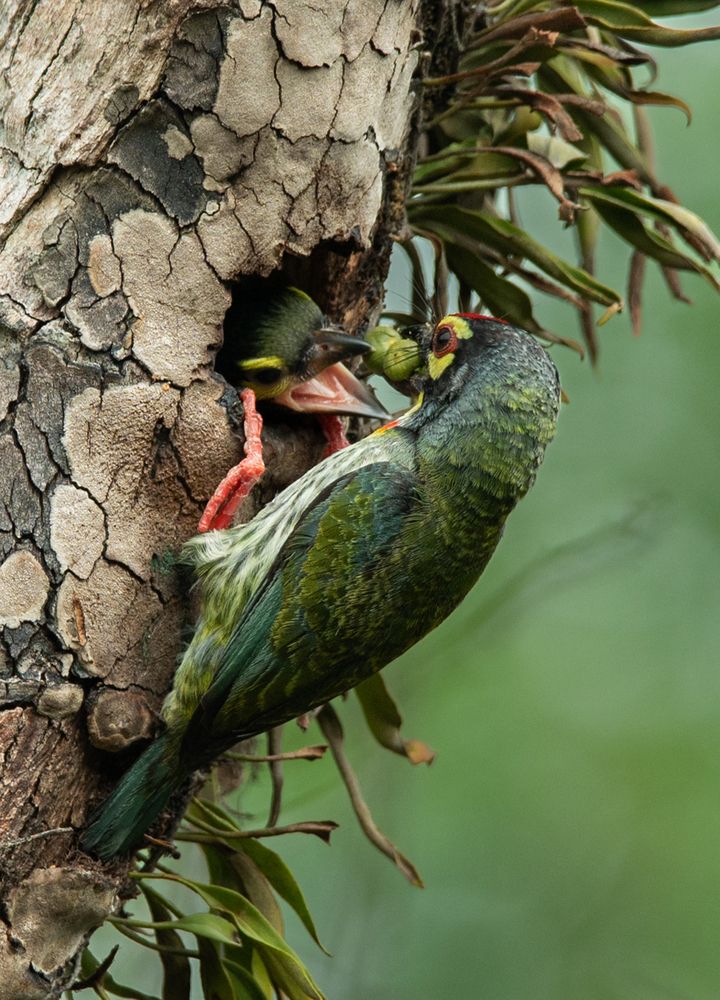 coppersmith barbet feeding