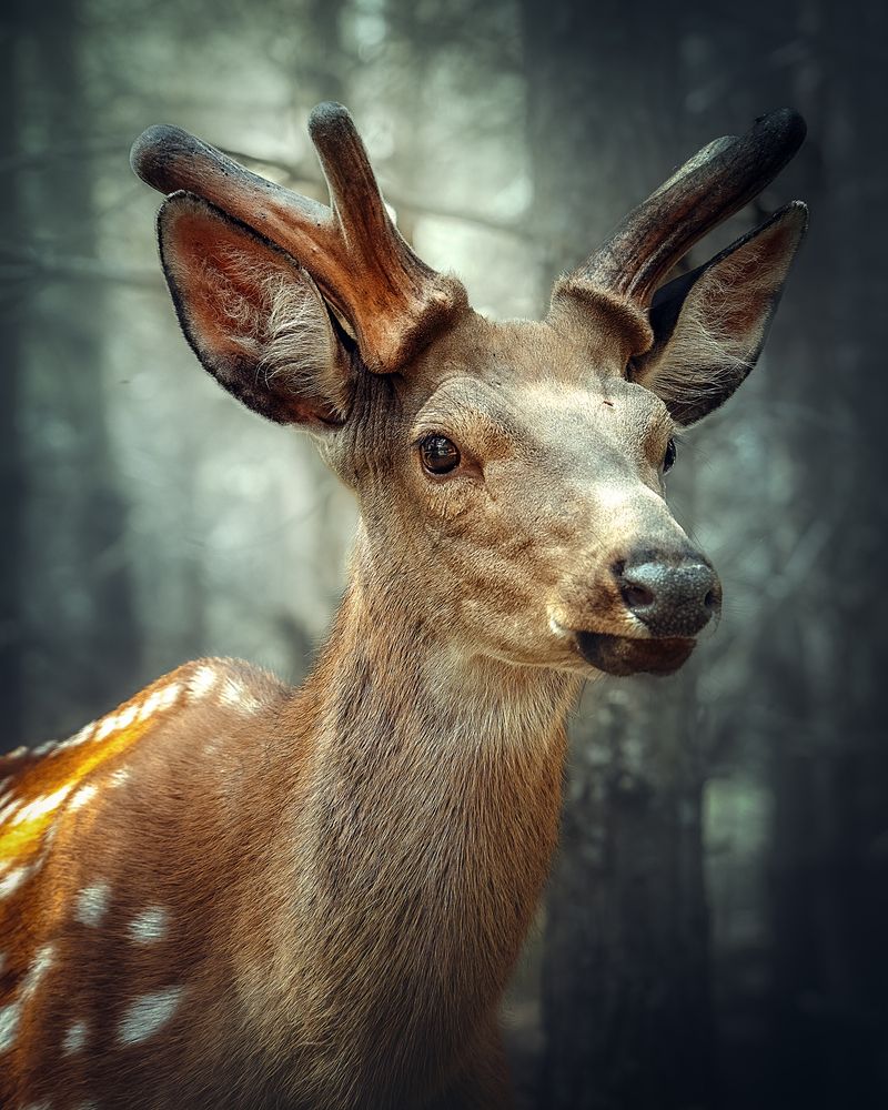 Фотография автора Aleksandr Solovev