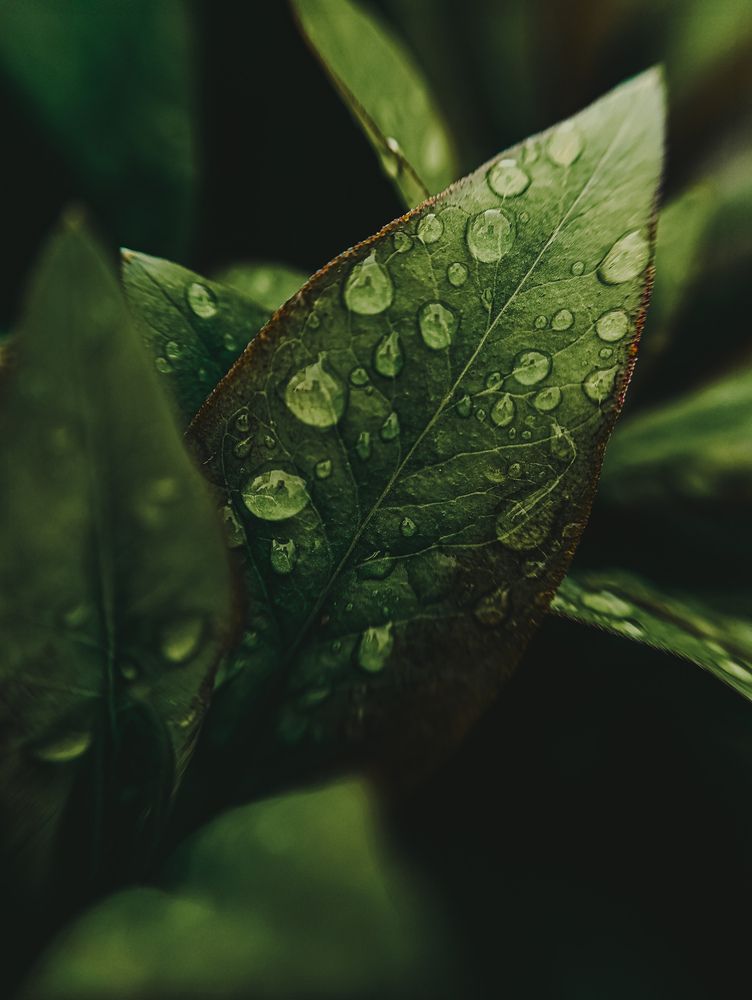 Photograph by Светлана Таркан