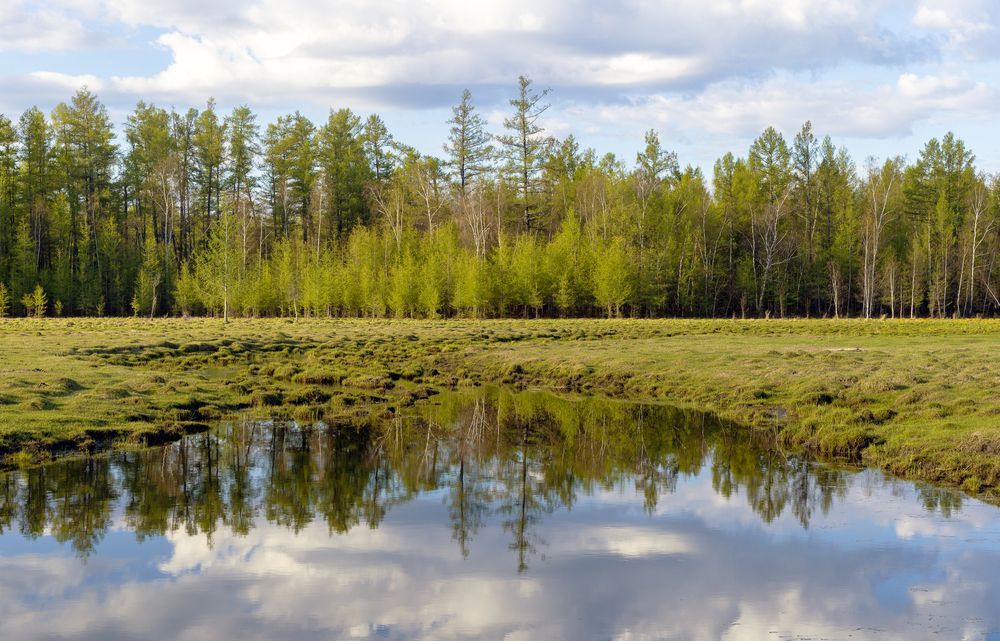Лес и облака.