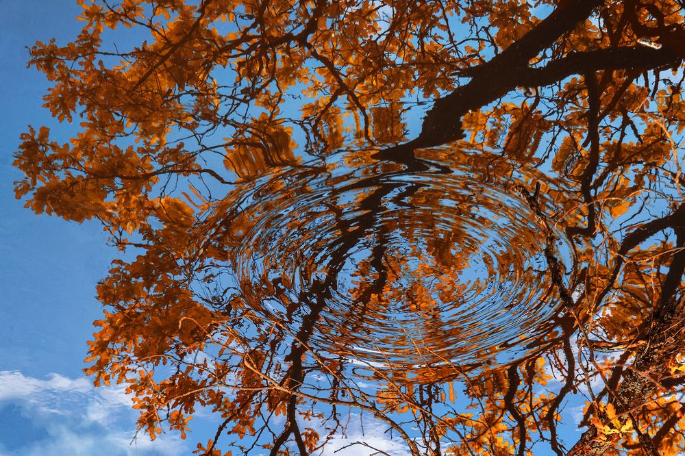 Отраженная природа