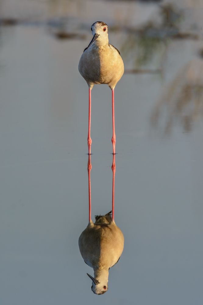 Photograph by Massimo Tamajo