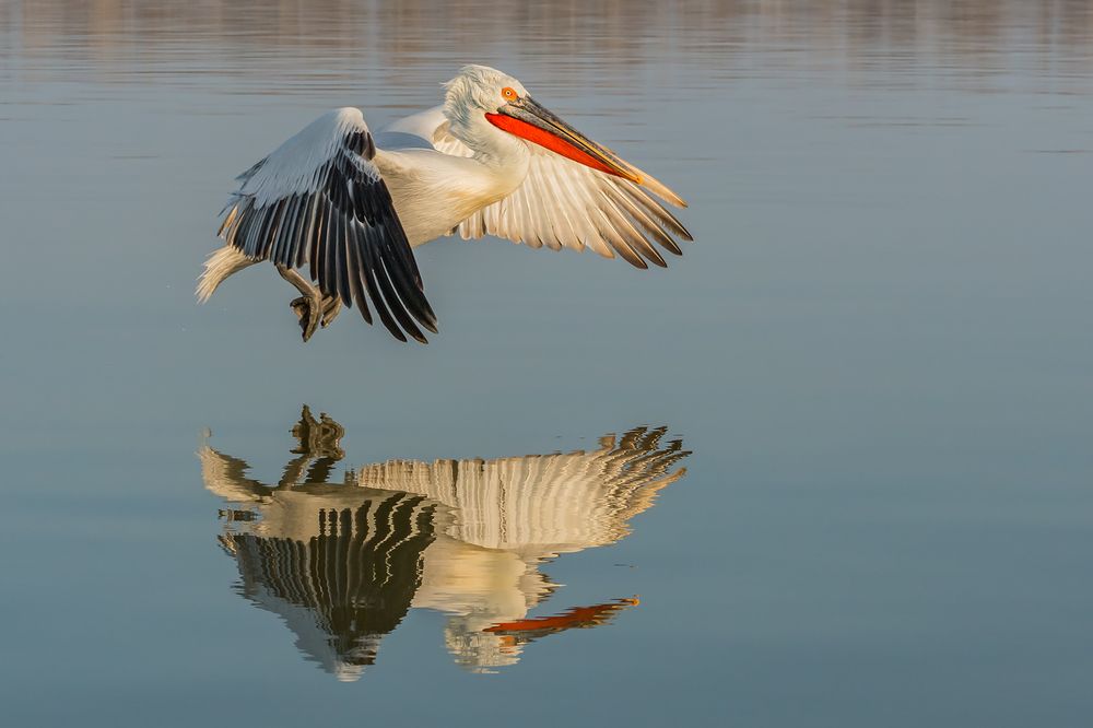 Photograph by Massimo Tamajo