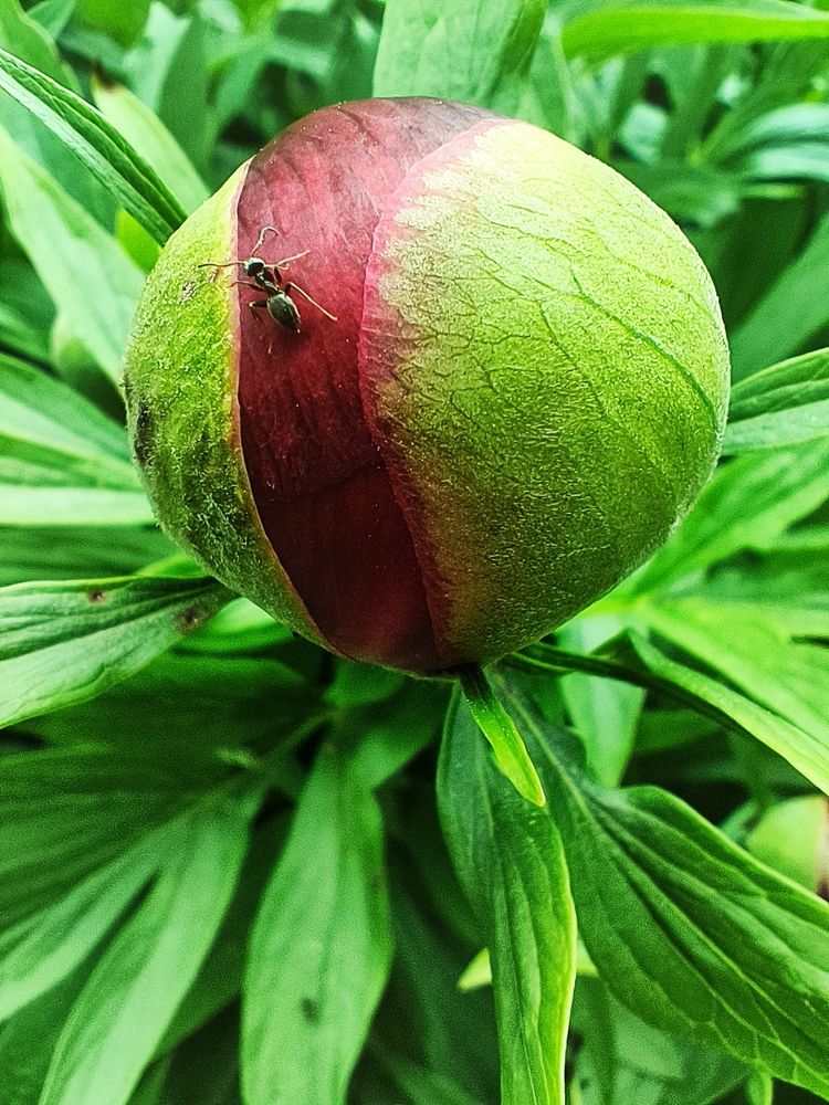 Photograph by Halina Basyanok