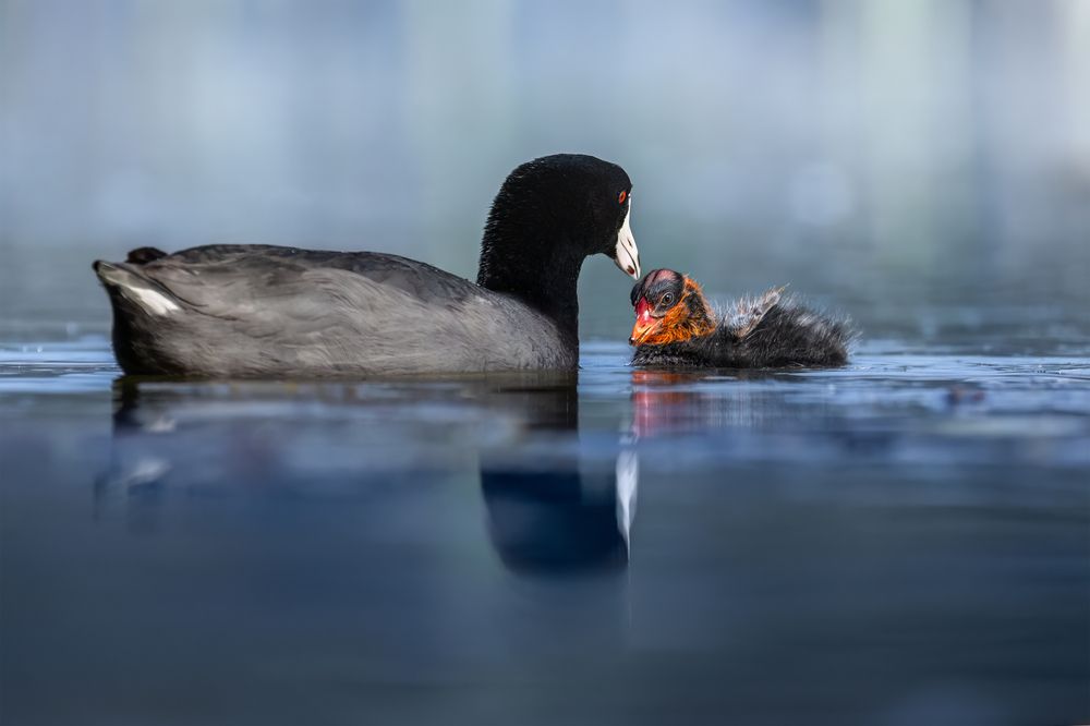 Photograph by Maikel Valle Clara