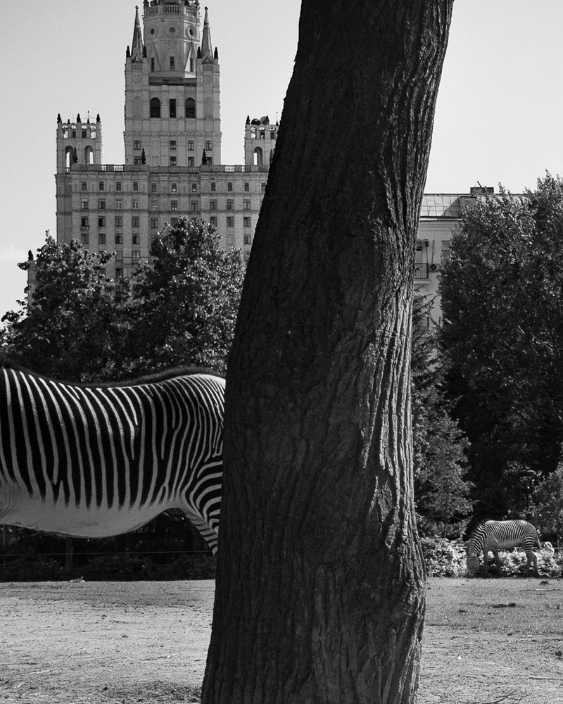 Photograph by Елена Фокина