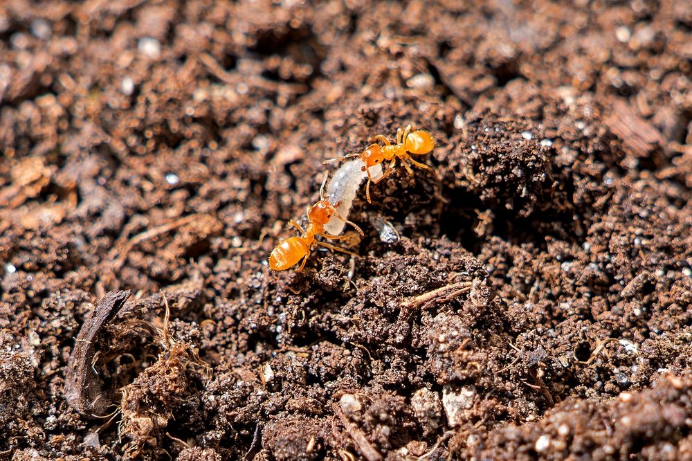 Photograph by Михаил Косолапов