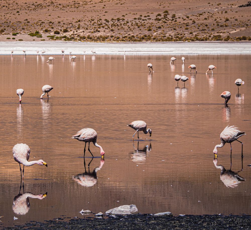Reflejos de flamencos