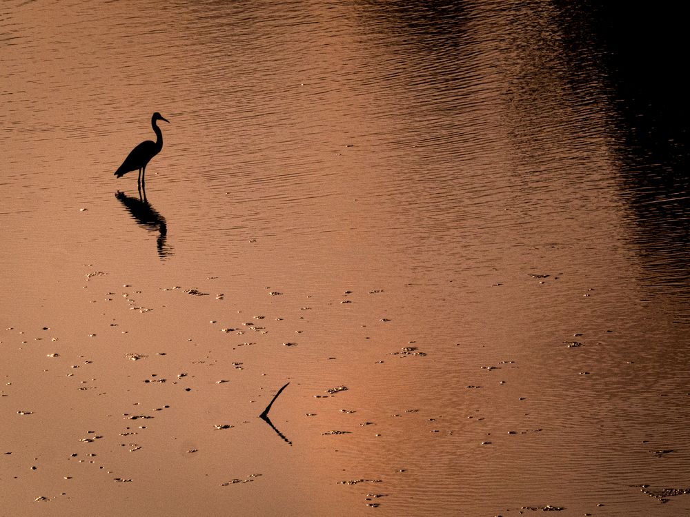 Фотография автора Camilo Rojas