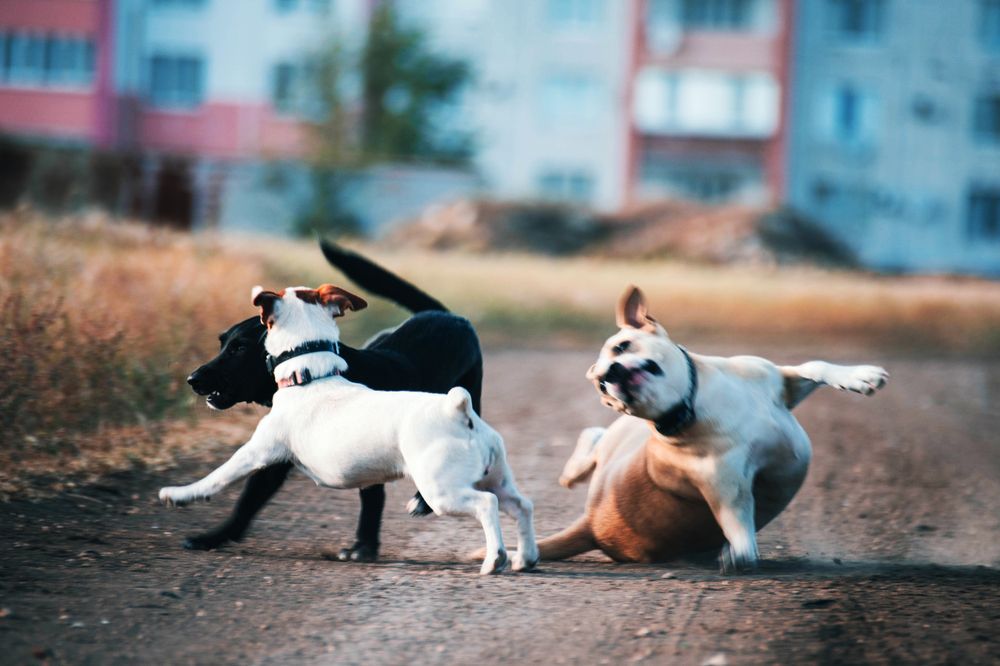 Фотография автора  Мария