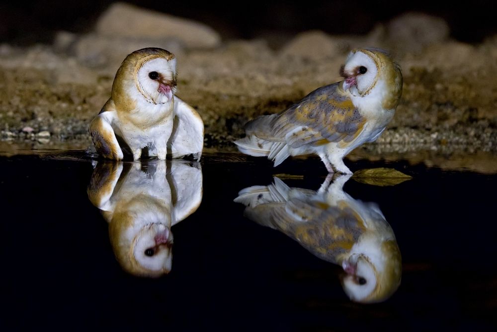 Фотография автора David Manusevich