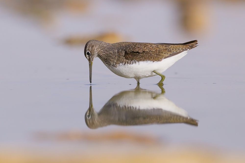 Фотография автора David Manusevich