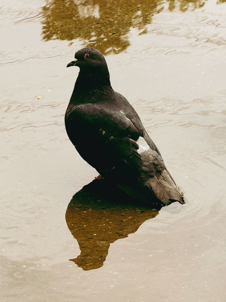 Фотография автора Елена Меньшикова