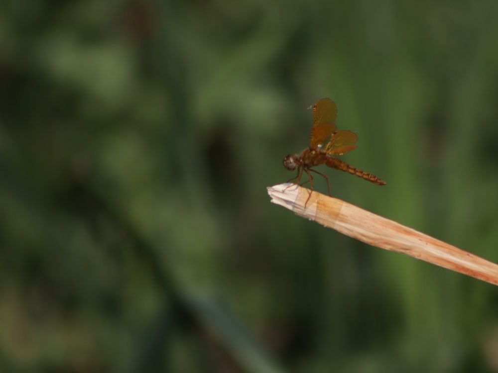 Photo #12296653