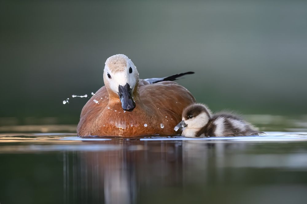Photograph by Михаил Ездаков