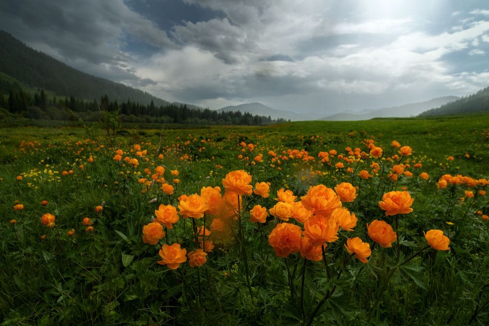 Photograph by Olga Sharikova