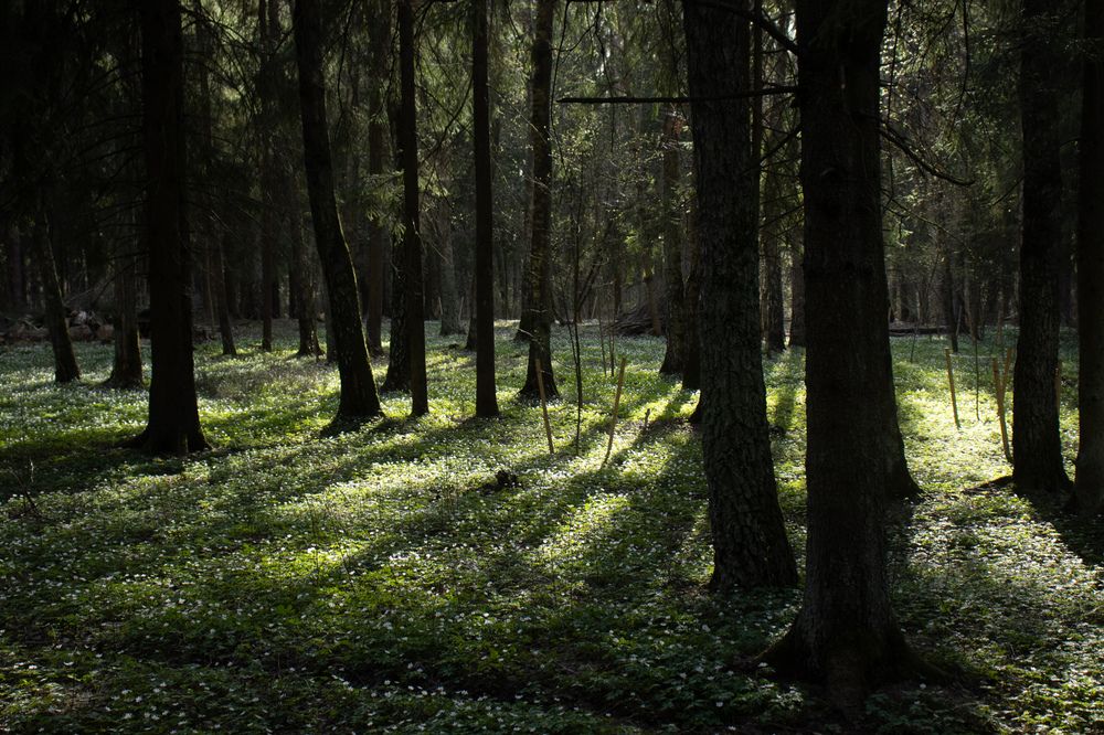 Photograph by Екатерина