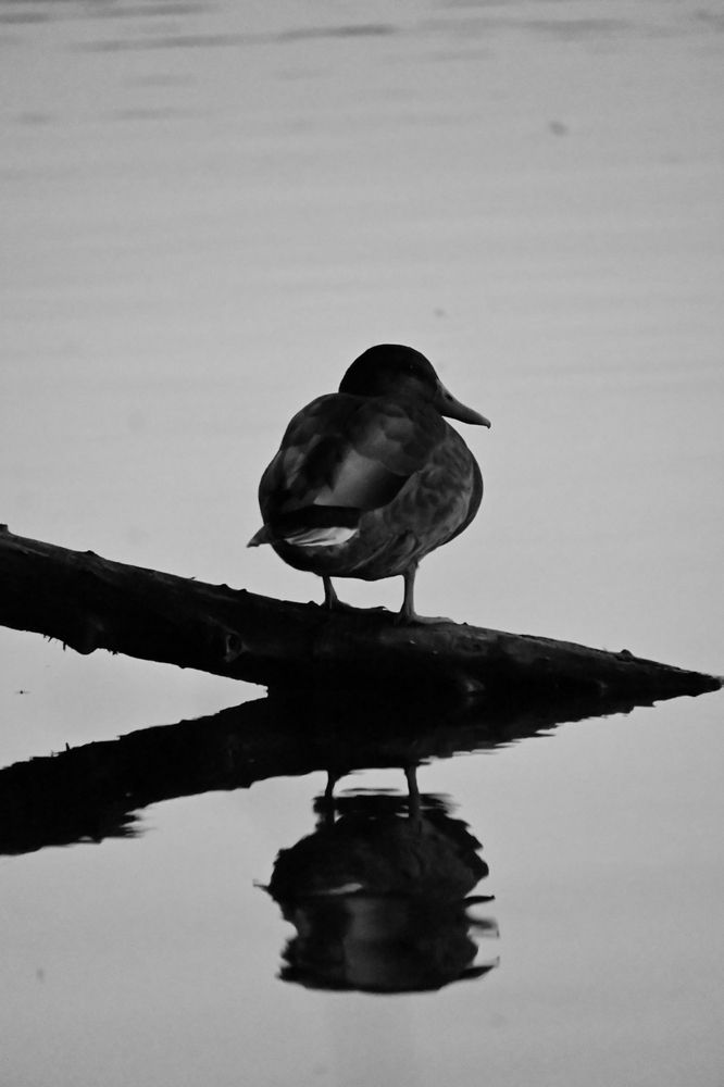 Photograph by Stella Szpinek