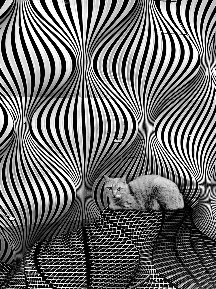 Schrödinger’s Cat