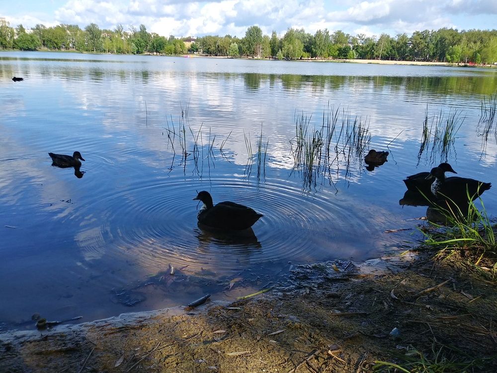 Photograph by Инна Голубева