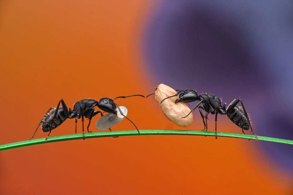 Photograph by Ganev Tsvetan