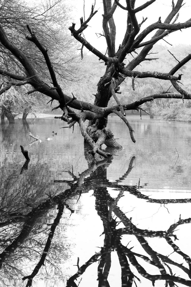 Silent Entanglement
