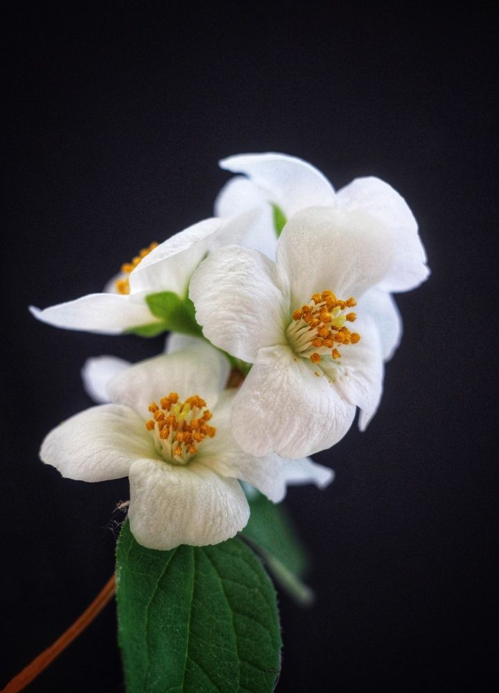 Photograph by AlexaL