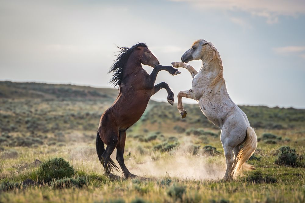 Photograph by Tony Douzenis