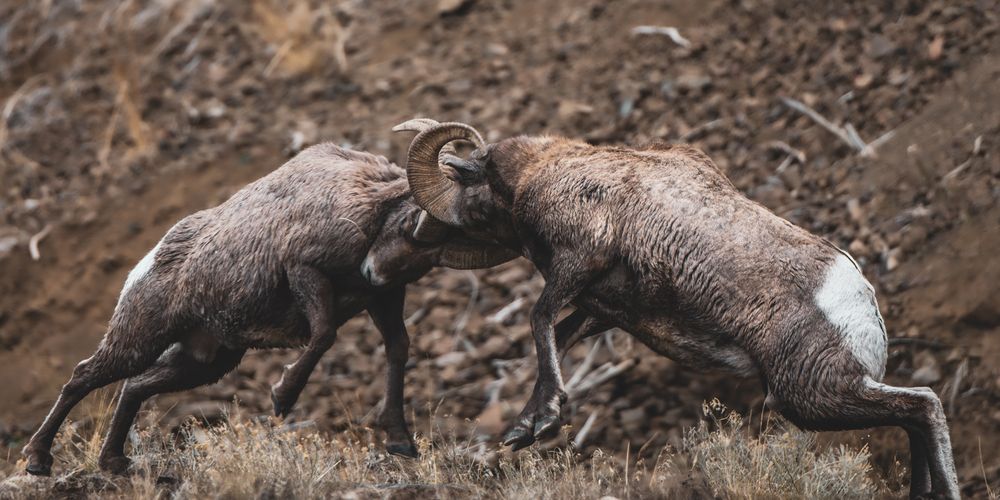 Photograph by Tony Douzenis