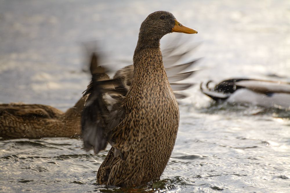 Photograph by Олег Бережных