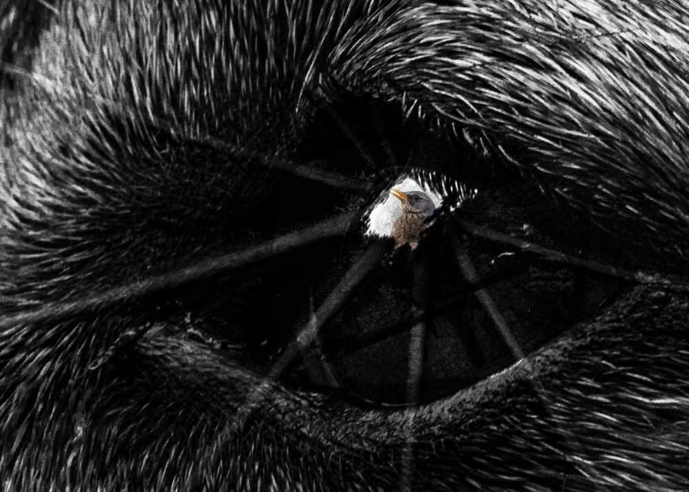 Фотография автора Ирина Гриценко