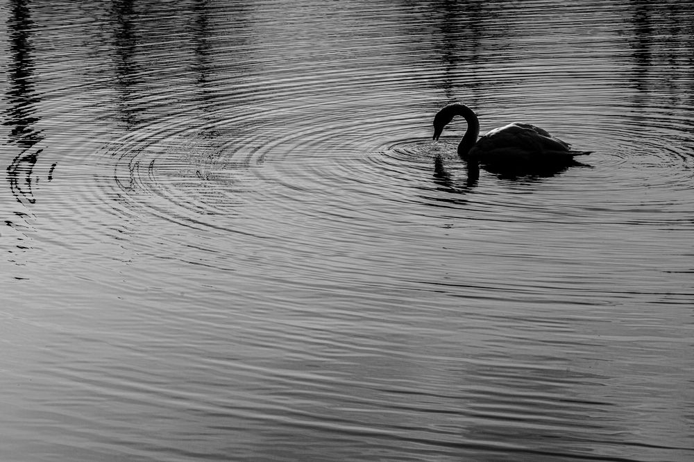 Фотография автора kurouzu.setsuna