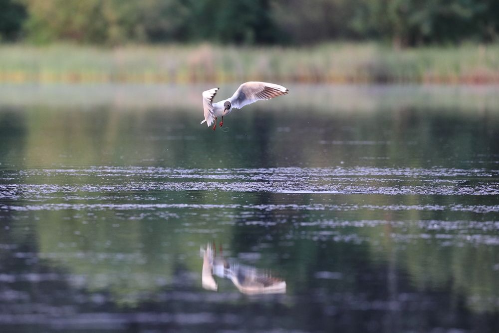 Photograph by Владимир Шебаршенко