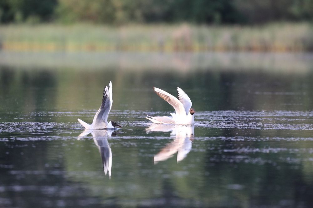 Photograph by Владимир Шебаршенко