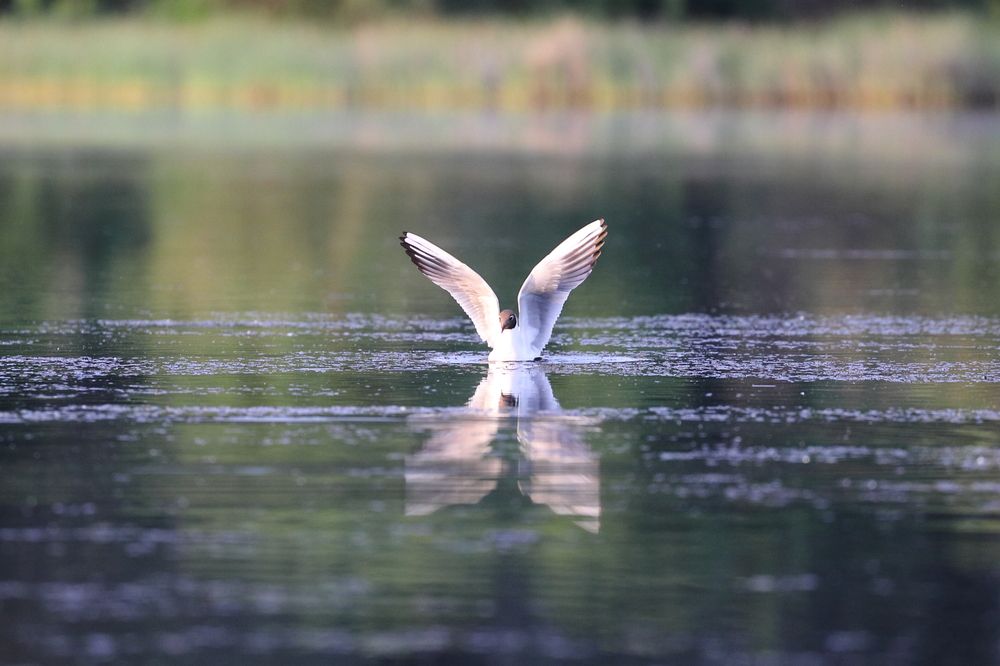 Photograph by Владимир Шебаршенко