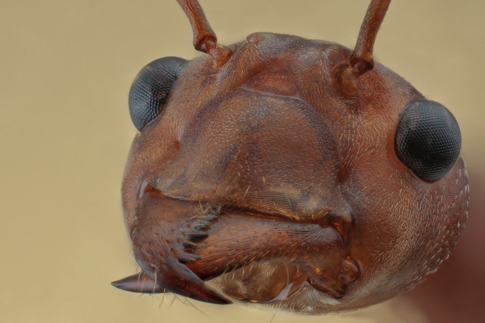 Oecophylla smaragdin