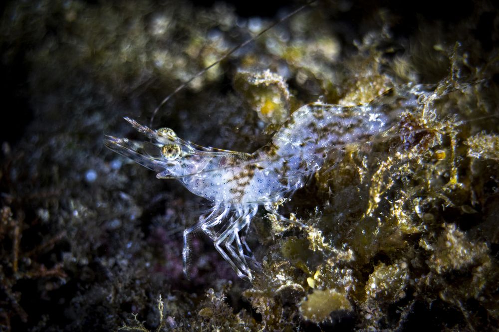 Snowflake shrimp
