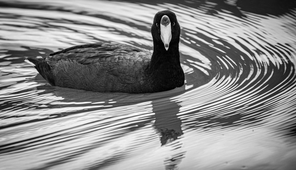 Фотография автора Lina María González Triana