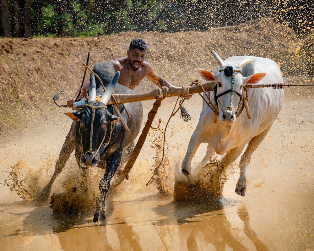 Photograph by Kedarnath M S