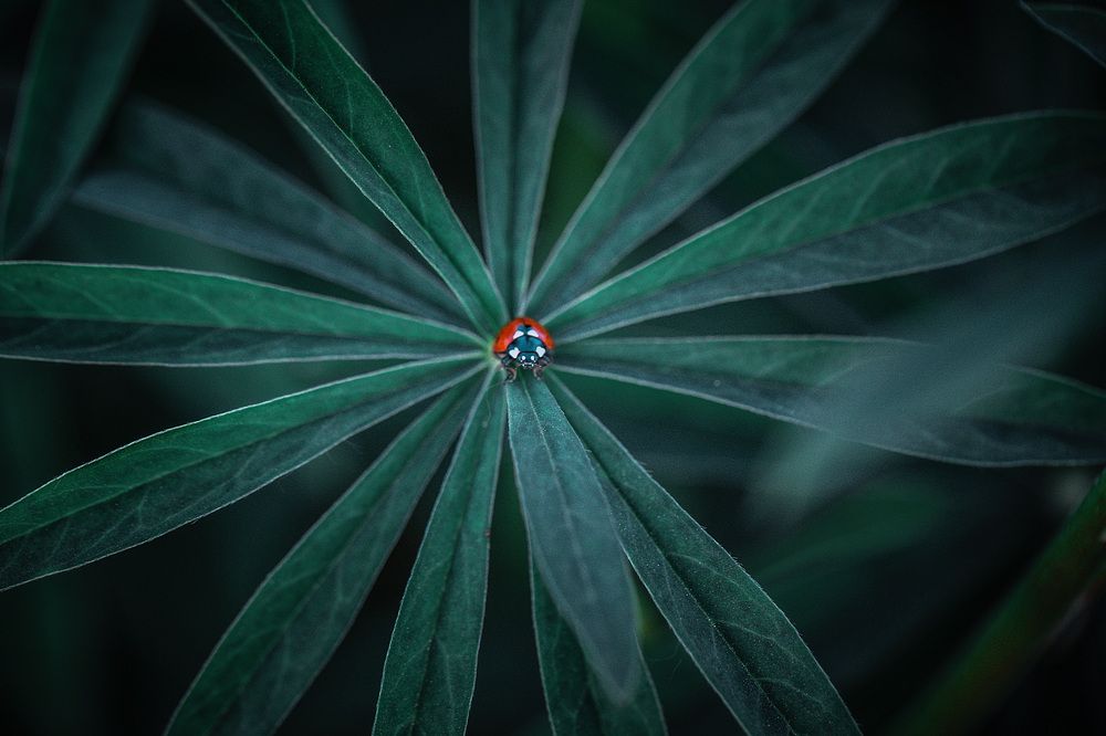 Повелитель люпинов