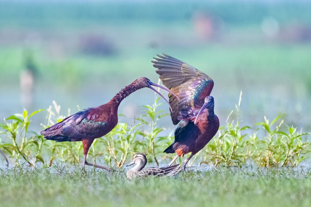 Фотография автора Diganta Roy