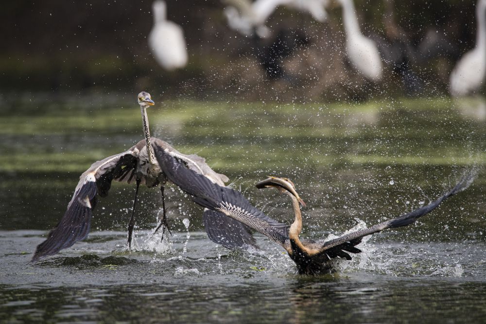 Фотография автора Diganta Roy