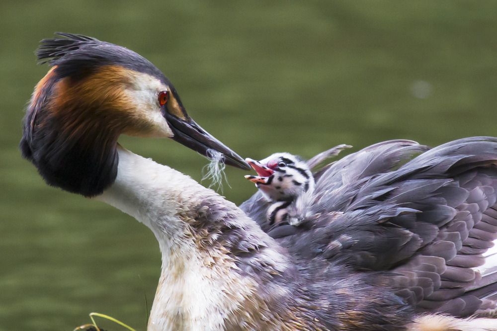 Photograph by Ангелина Тенькаева