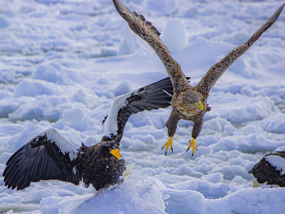 Photograph by Junya Higashi
