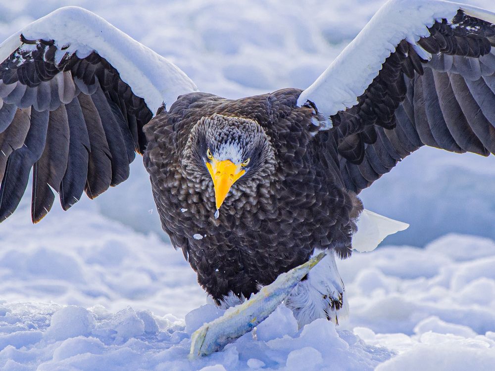 Photograph by Junya Higashi